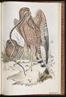 Spotted Harrier plate 27
