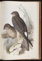 Spotted Harrier plate 26