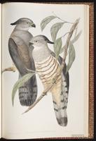 Pacific Baza plate 25