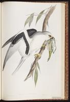 Letter-winged Kite plate 24