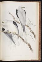 Black-shouldered Kite plate 23