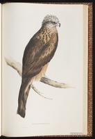 Square-tailed Kite plate 22