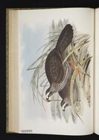 Buffy-crowned Wood Partridge, Codorniz-coluda centroamericana plate 21