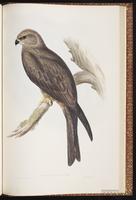 Black Kite, Milan noir plate 21