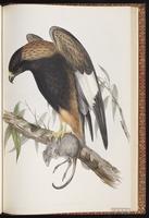 Black-breasted Buzzard plate 20