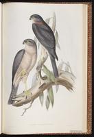 Collared Sparrowhawk plate 19