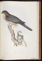 Brown Goshawk plate 18