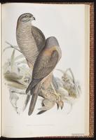 Brown Goshawk plate 17