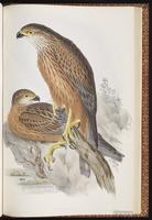 Red Goshawk plate 16