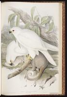 Grey Goshawk plate 15