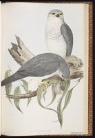 Grey Goshawk plate 14