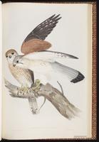 Australian Falcon, Nankeen Kestrel plate 13