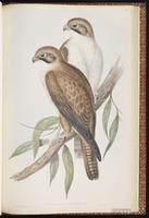 Brown Falcon plate 12
