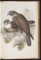 Brown Falcon plate 11