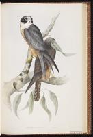 Australian Hobby plate 10