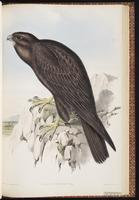 Black Falcon plate 9