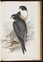 Peregrine Falcon, Faucon pèlerin, faucon pélerin, Halcón peregrino, plate 8