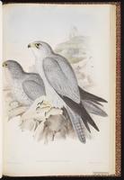 Grey Falcon plate 7