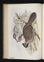Long-tailed Wood Partridge, Codorniz-coluda neovolcánica plate 20