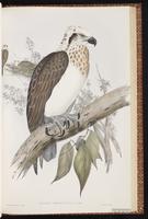Osprey, Western Osprey, Balbuzard pêcheur, Gavilán pescador plate 6