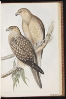 Whistling Kite plate 5
