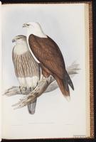 Brahminy Kite plate 4