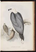 White-bellied Sea Eagle plate 3