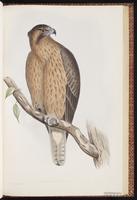 Little Eagle plate 2