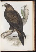 Wedge-tailed Eagle plate 1