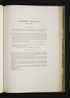 Monograph of the Odontophorinae, 1:142