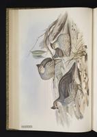 Scaled Quail, Codorniz escamosa plate 19