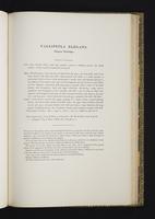 Monograph of the Odontophorinae, 1:136