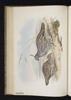 Elegant Quail, Codorniz cresta dorada plate 18