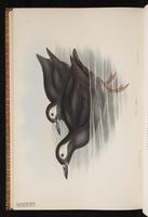 Spectacled Guillemot plate 71