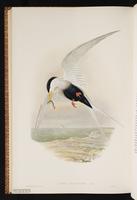 Black-bellied Tern plate 70
