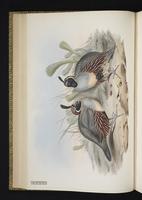 Gambel's Quail, Codorniz chiquiri plate 17