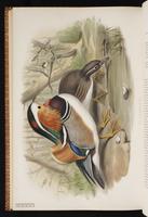 Mandarin Duck plate 69