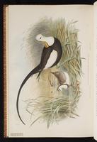 Pheasant-tailed Jacana plate 68