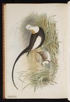 Pheasant-tailed Jacana plate 68