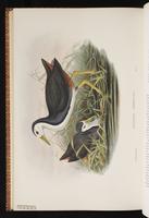 White-breasted Waterhen plate 67