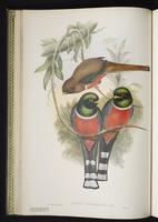 Harpactes reinwardtii plate 11