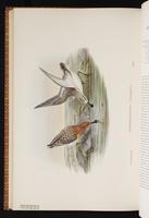 Lady Amherst's Pheasant plate 66