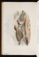 Indian Courser plate 65
