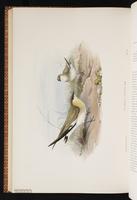 Small Pratincole plate 64