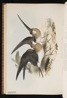 Glareola nordmanni Fischer, 1842 plate 63