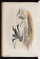 Egyptian Plover plate 62