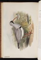 Ibisbill plate 61