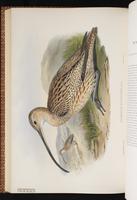 Eurasian Curlew plate 60