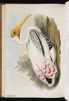 Painted Stork plate 59