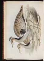 Macqueen's Bustard plate 58